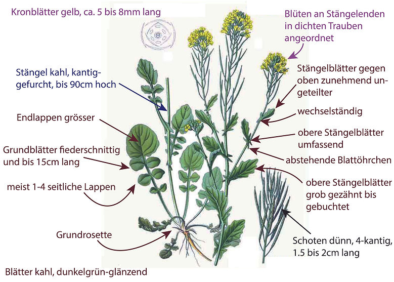 Illustration des Barbarakrautes / Winterkesse (Barbarea vulgaris) für die Bestimmung der Art. Graphisch sehr übersichtlich sind Bestimmungsmerkmalen darübergezeichnet. Das Bild ist gut für die Bestimmung der Art geeignet.