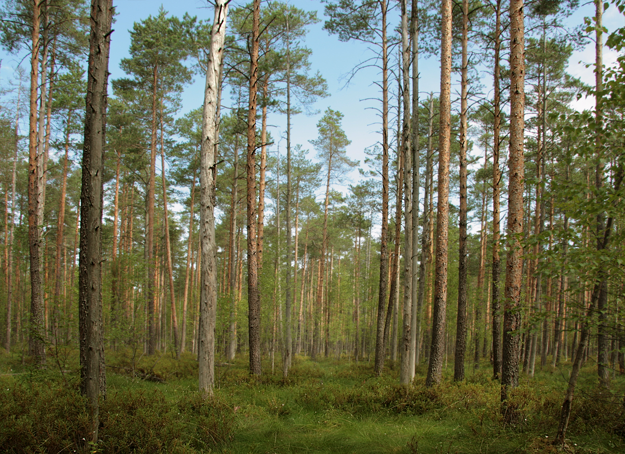 Pinaceae Pinus sylvetris Waldkiefer Eigenschaften Merkmale Bestimmung