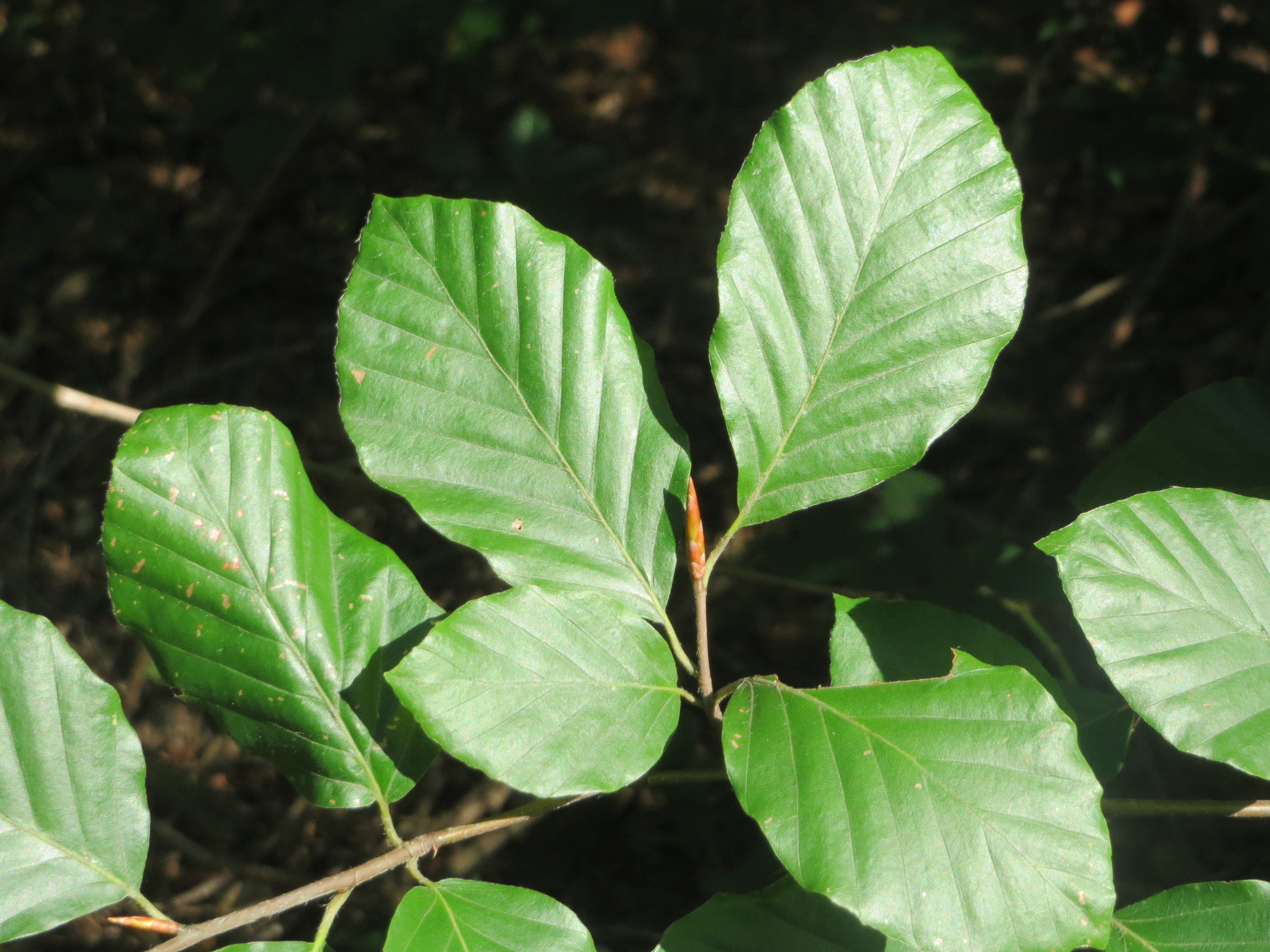 Rotbuche Fagus sylvatica Blätter