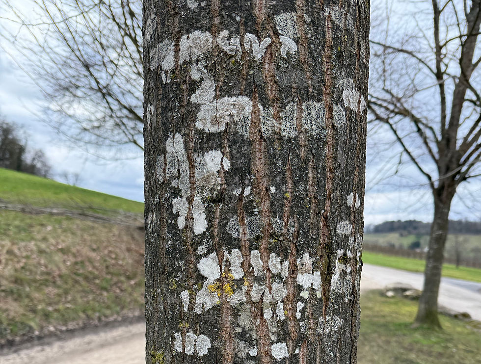 junger Stamm der Linde