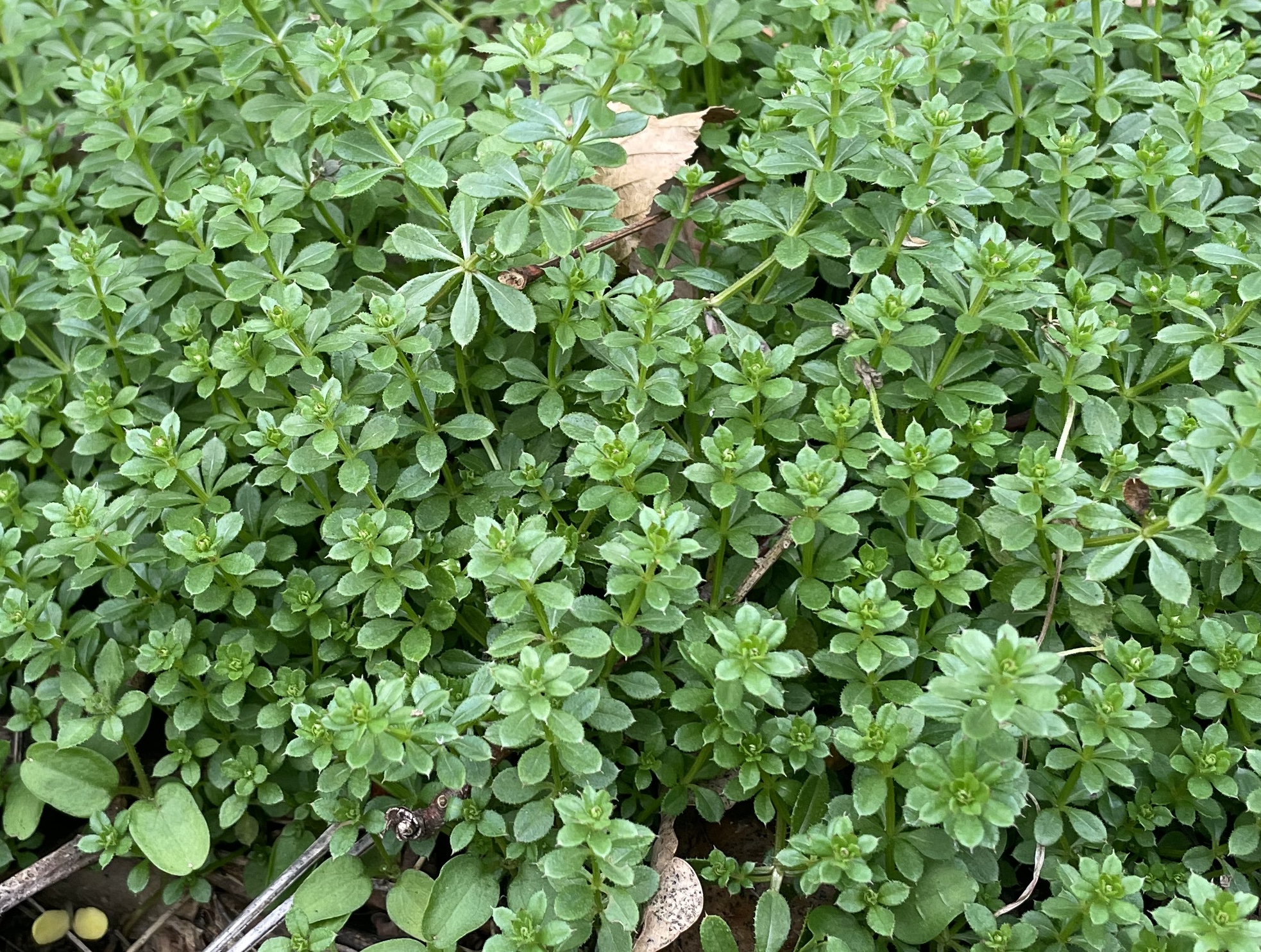 Rubiceae_Galium_aparine_jung.jpg