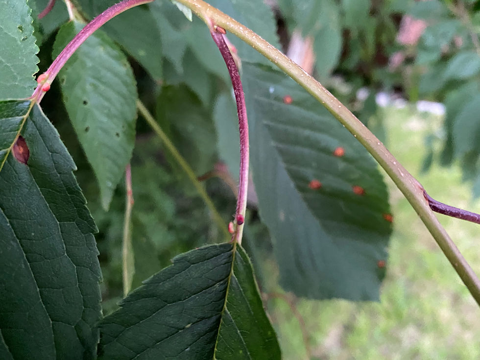 Nektardrüsen der Vogelkirsche (Prunus avium)