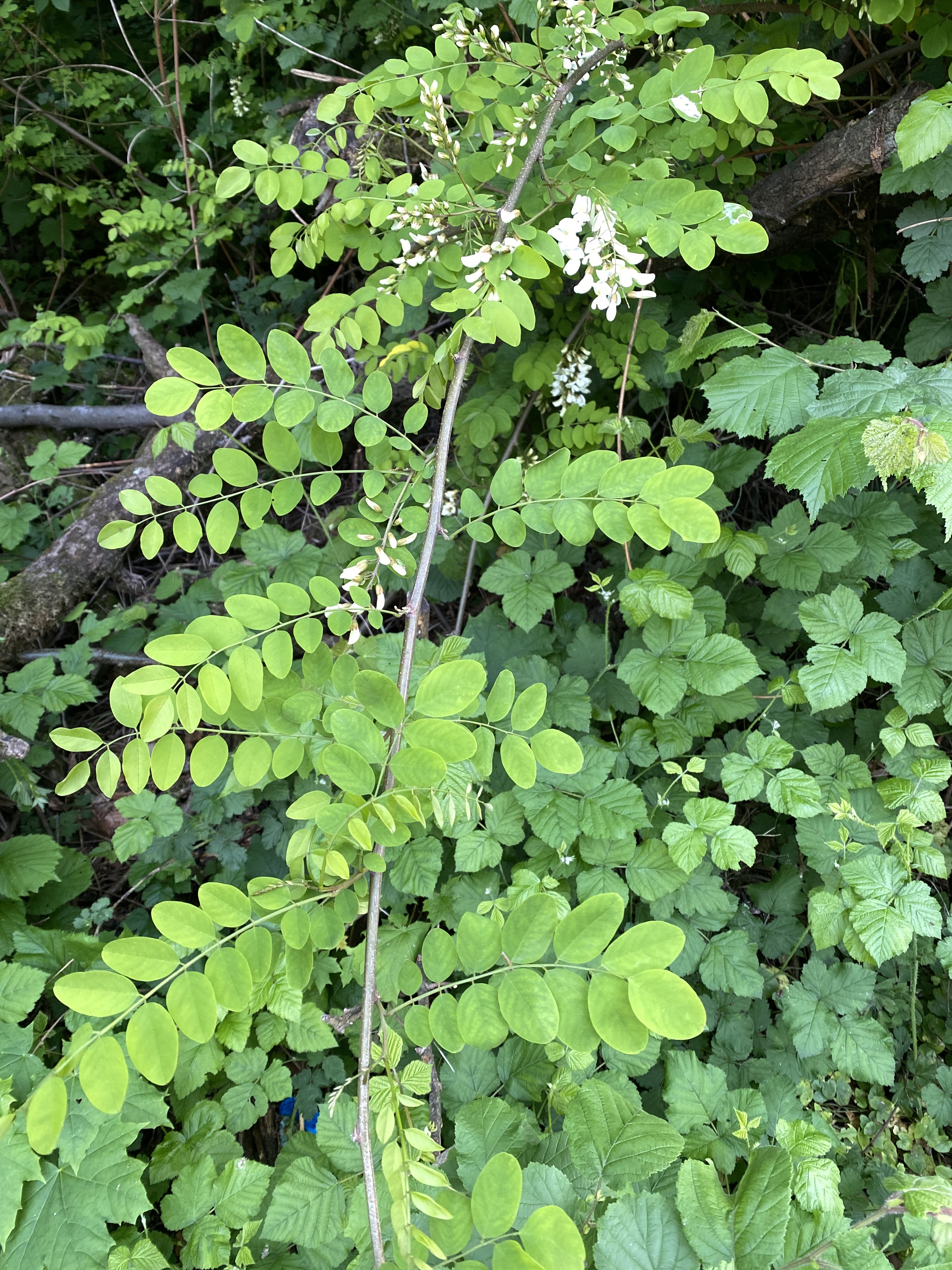 Robinie, Robinia pseudoacacia, Merkmale, Bestimmung, Verwendung, essbar; Blätter
