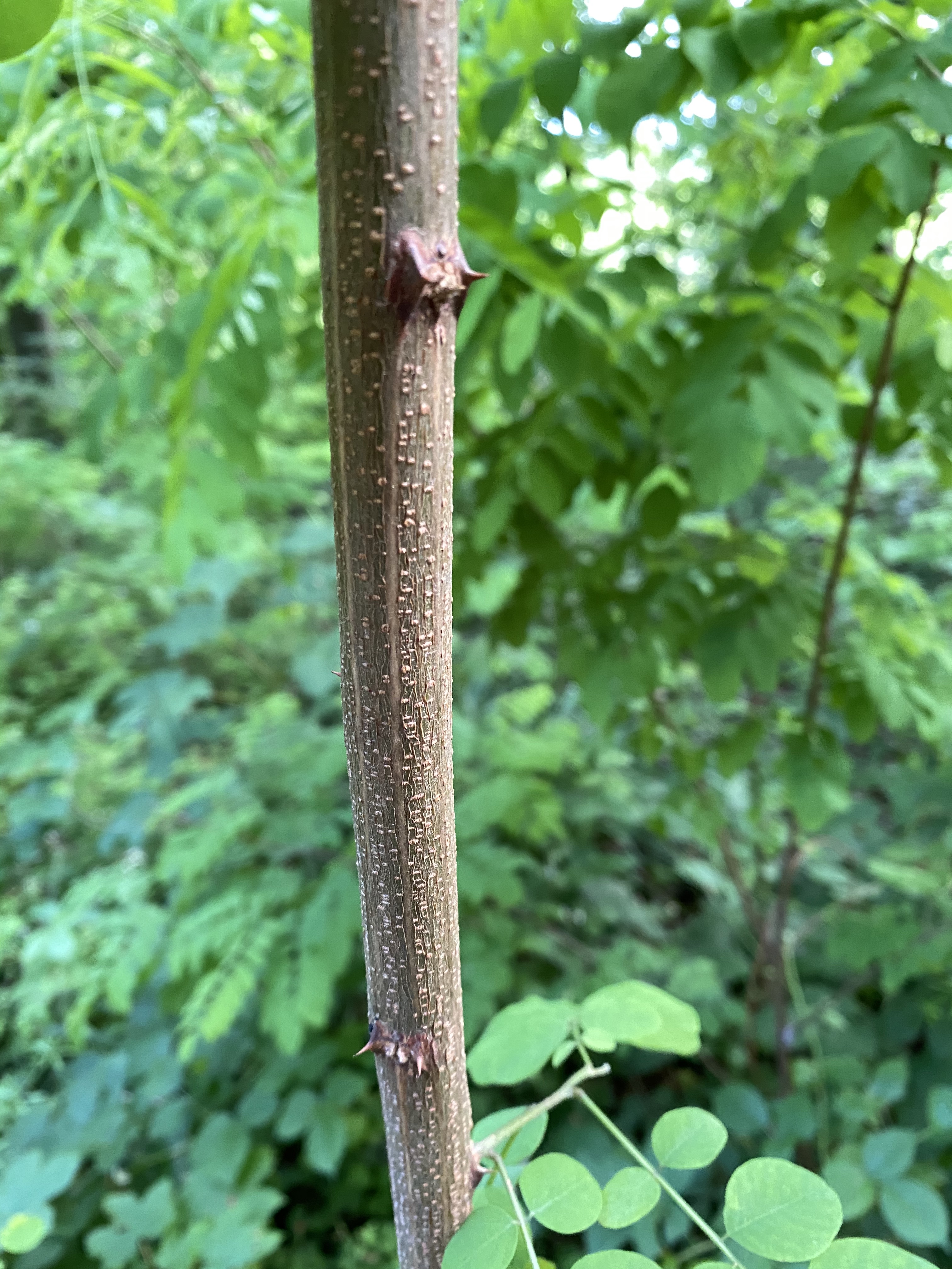 Robinie, Robinia pseudoacacia, Merkmale, Bestimmung, Verwendung, essbar; Ast mit Nebenblattdornen