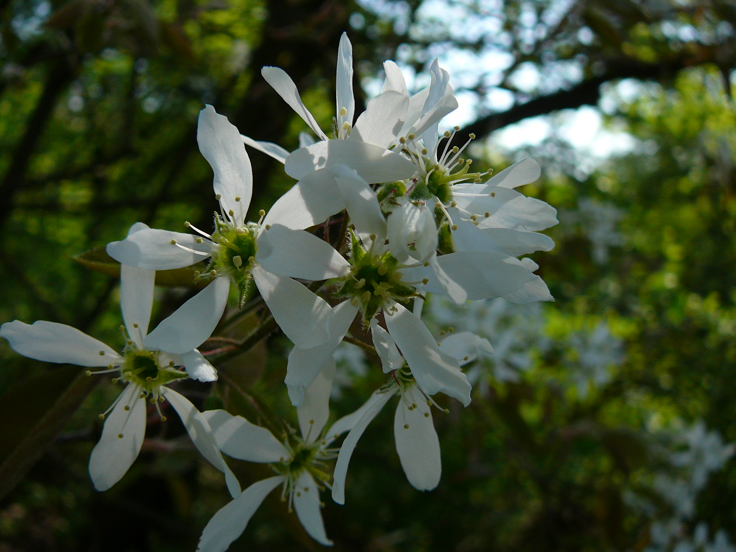 Felsenbirne Amelanchier ovalis, essbar; Bestimmung, Merkmale, Verwendung; Blütenstand