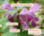 Gefleckte Taubnessel (Lamium maculatum): mit sehr dünnen Seitenlippen und "ausgerandetem" Mittellappen