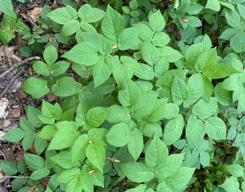 Apiaceae Aegopodium podagraria Giersch Eigenschaften Merkmale Bestimmung Blatt Blätter