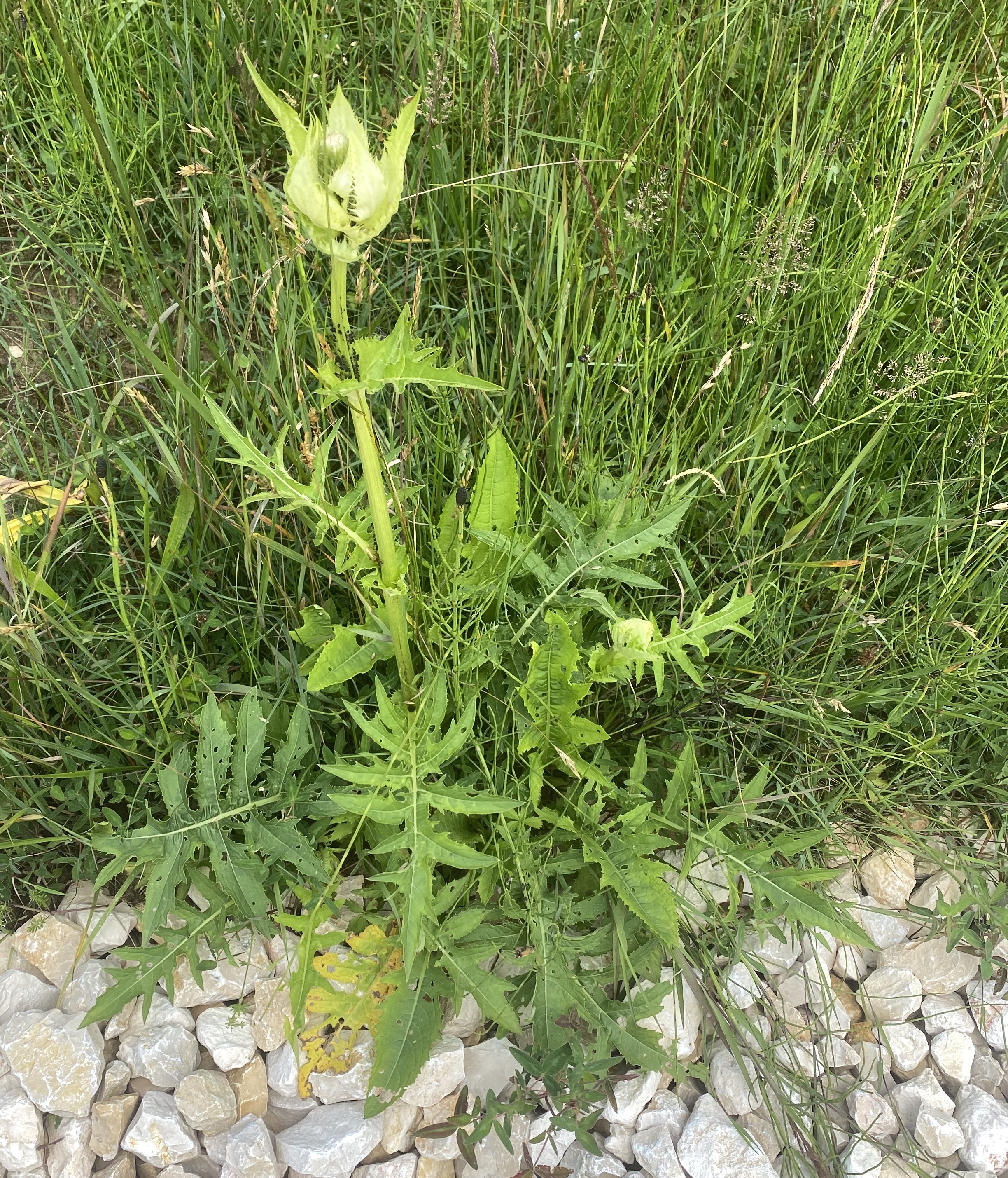 Asteraceae Cirsium oleraceum Kohldistel Eigenschaften Merkmale Bestimmung Verwendung Gesamtansicht