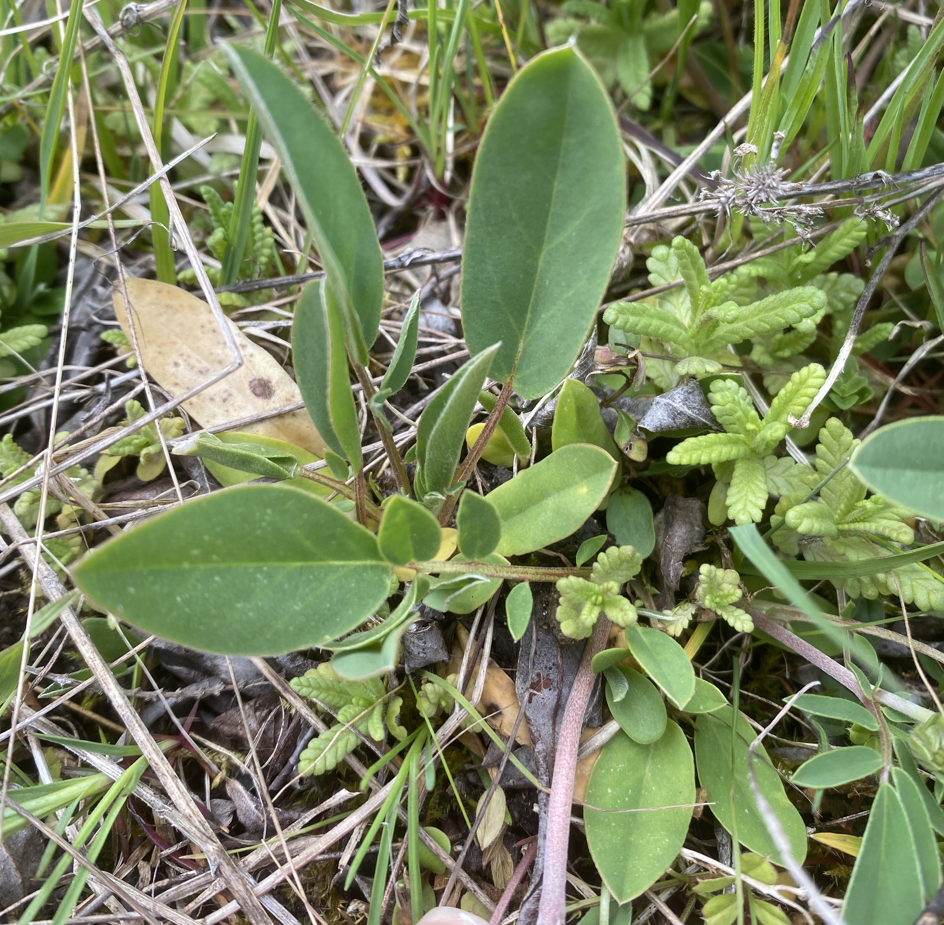 Gewöhnlicher Wundklee ( Anthyllis vulneraria); essbar; Bestimmung / Merkmale / Verwendung; Grundblatt