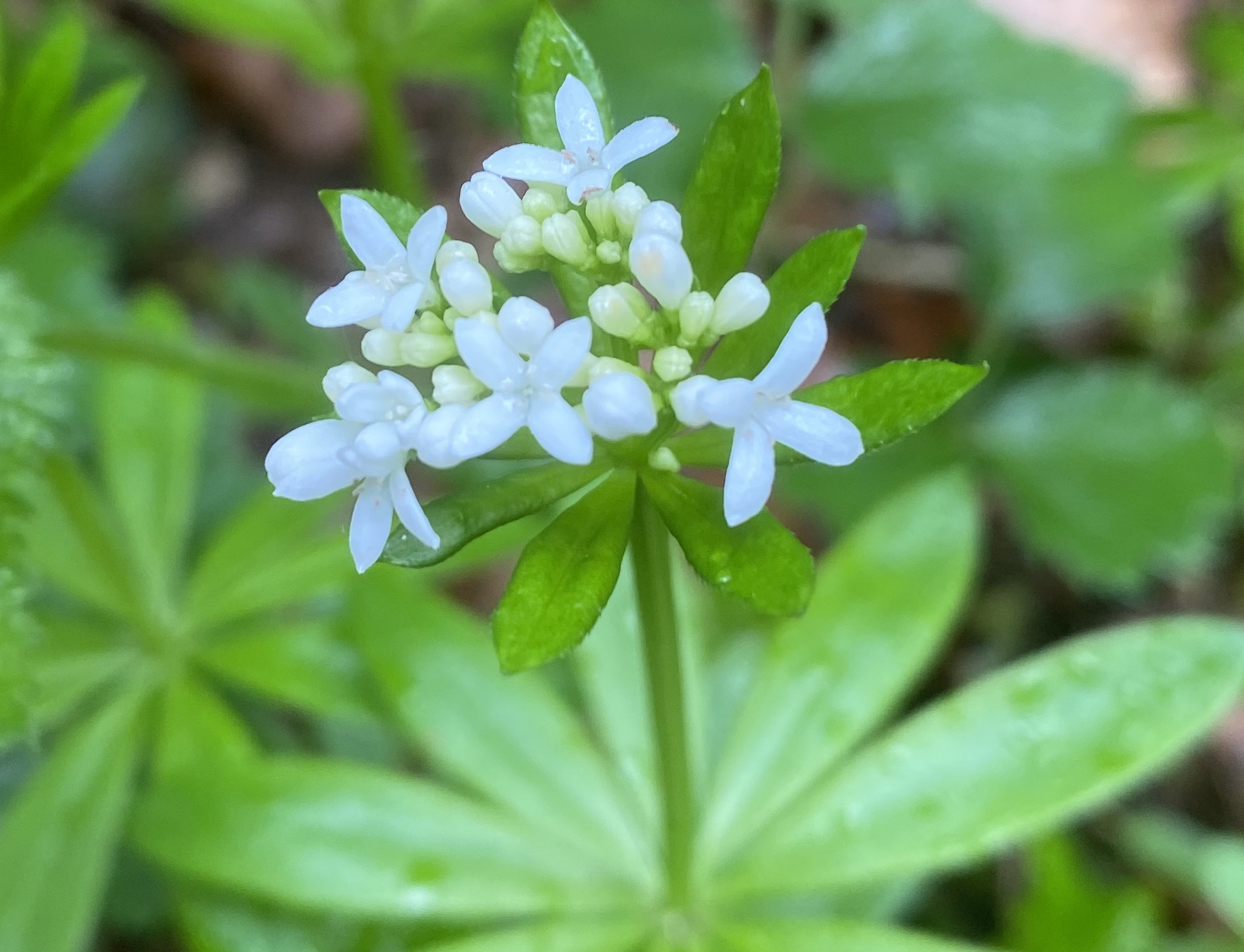 Rubiaceae Galium odoratum Waldmeister Eigenschaften Merkmale Bestimmung Verwendung Blüte Trugdolde