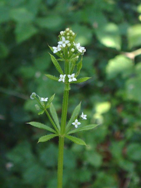 Rubiceae_Galium_aparine_Blüten.jpg