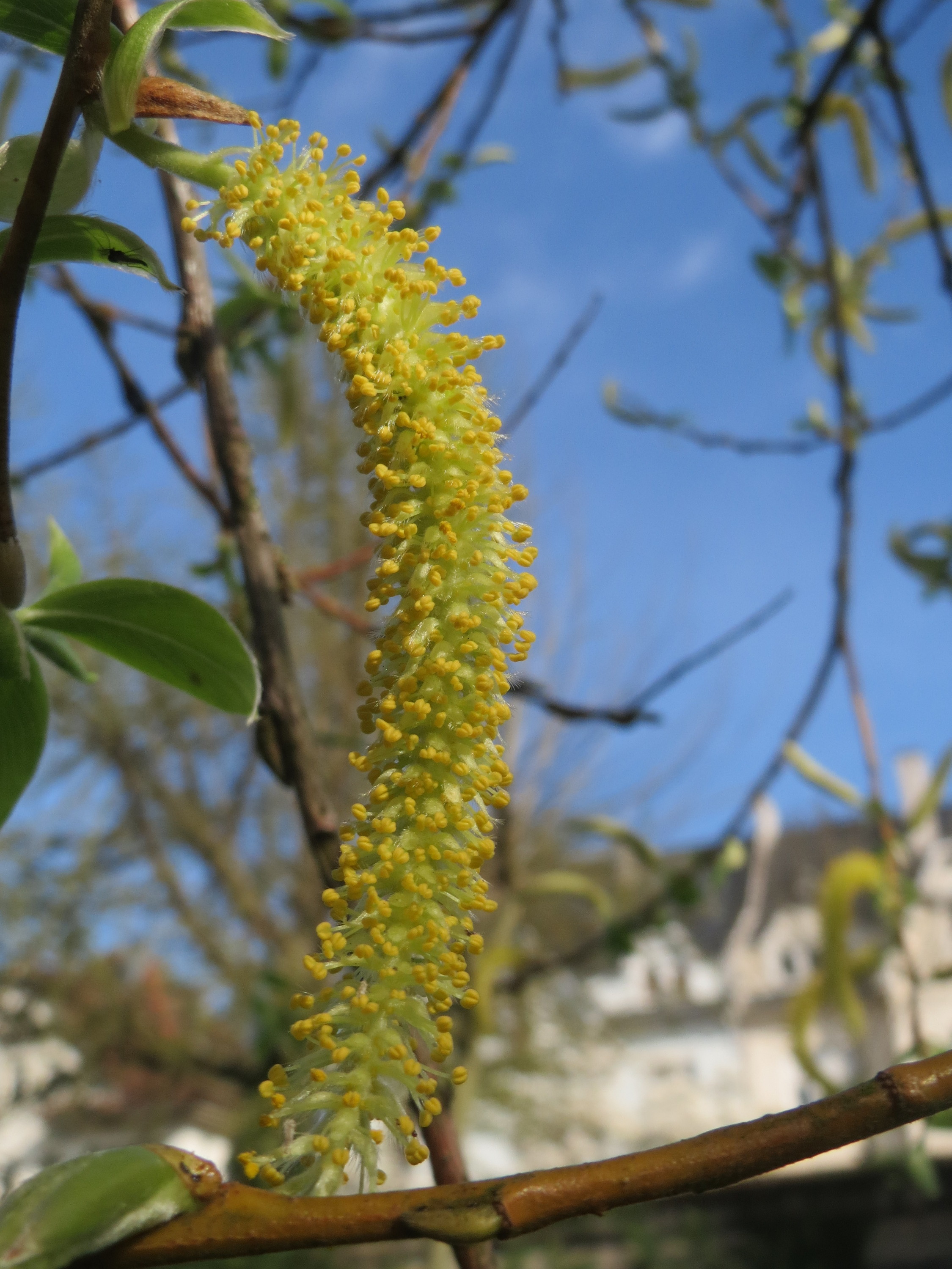 Silber Weide (Salix alba); Merkmale / Bestimmung / Verwendung; männliche Kätzchen