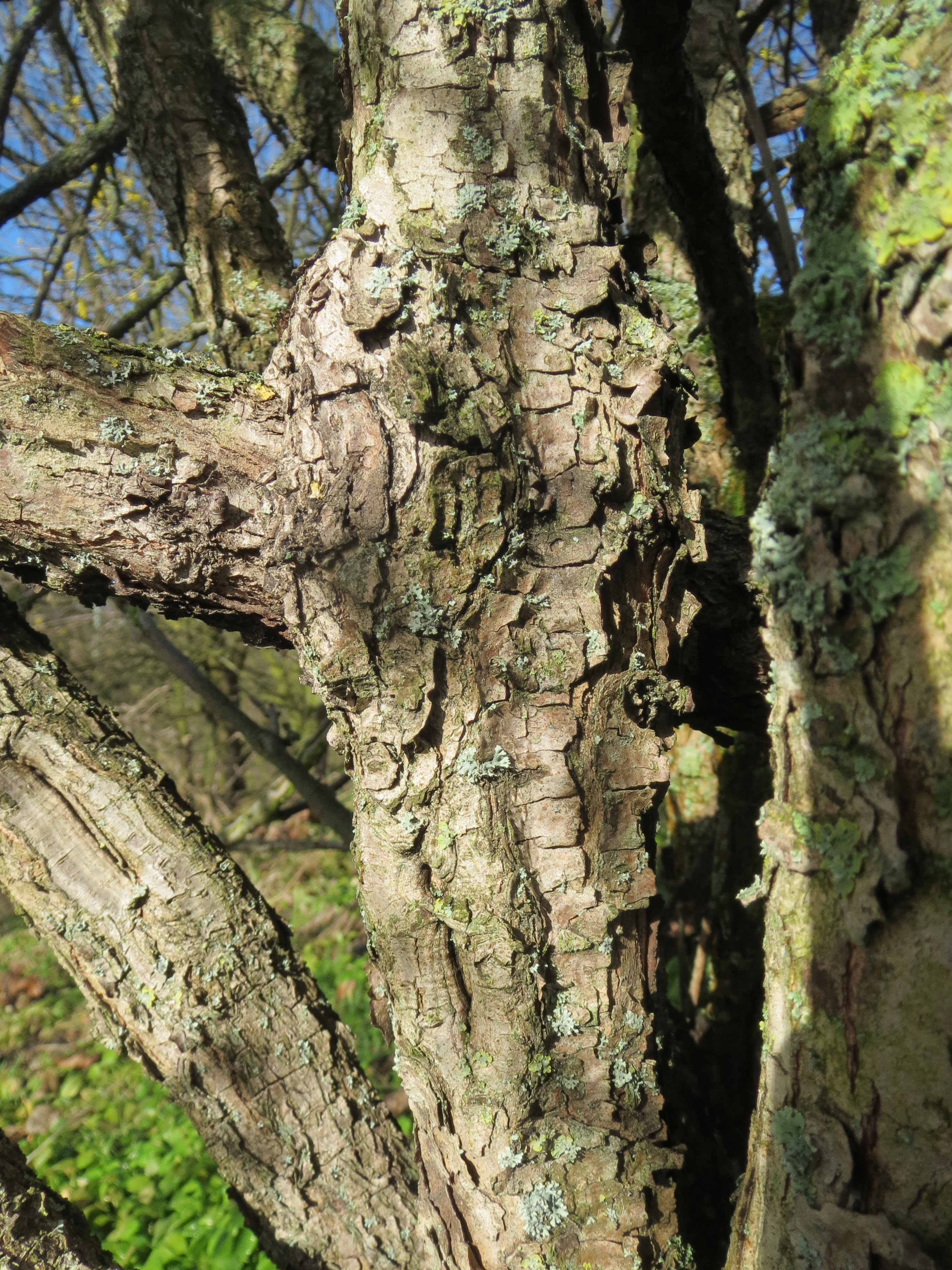 Cornaceae Cornus mas Kornelkirsche Eigenschaften Bestimmung Merkmale Verwendung Borke