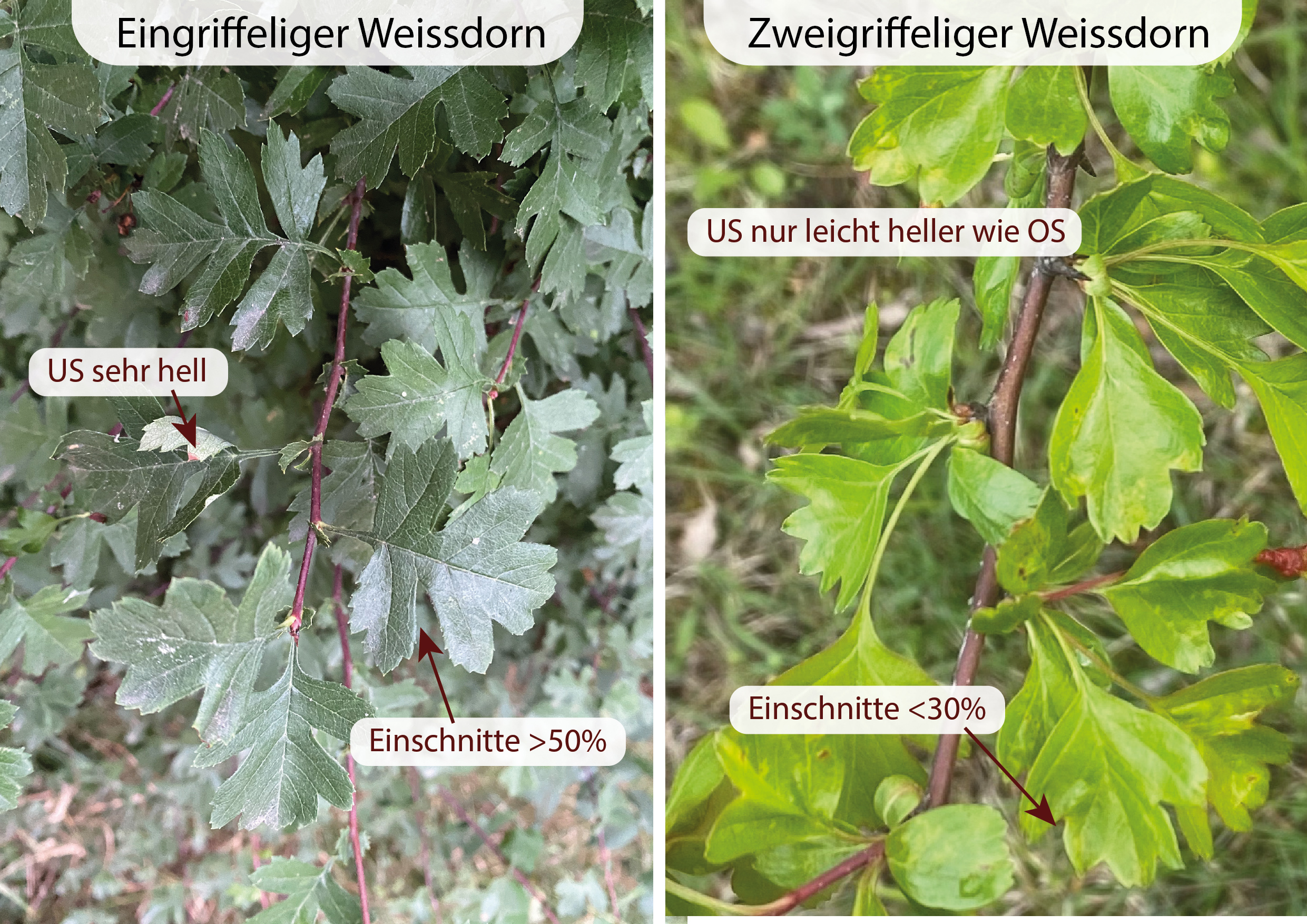 Rosaceae Crataeugus monogyna und laecvigata Weissdorn Eigenschaften Merkmale Bestimmung Verwendung Blätter
