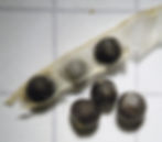 Schote des Acker-Senf (Sinapsis arvensis). Gut zu sehen ist die durchsichtig weisse «falsche Scheidewand», welche die Frucht in zwei Hälften teilt.