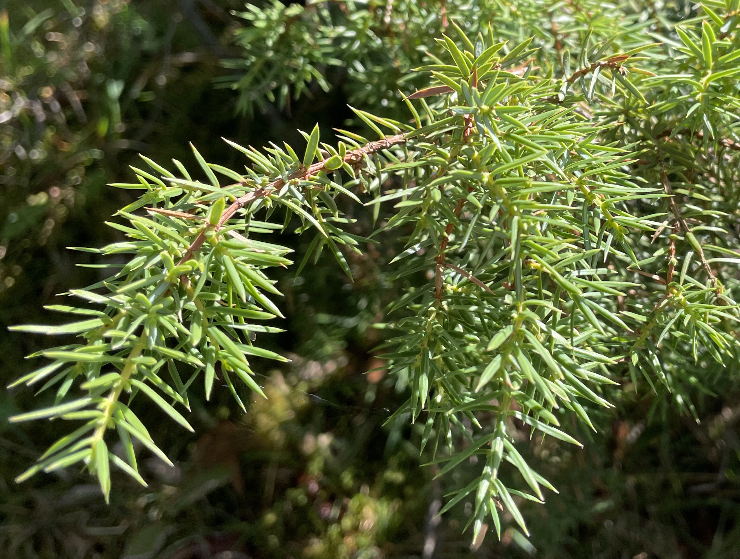 Echter Wacholder (Juniperus communis): Merkmale / Bestimmung / Verwendung; 
