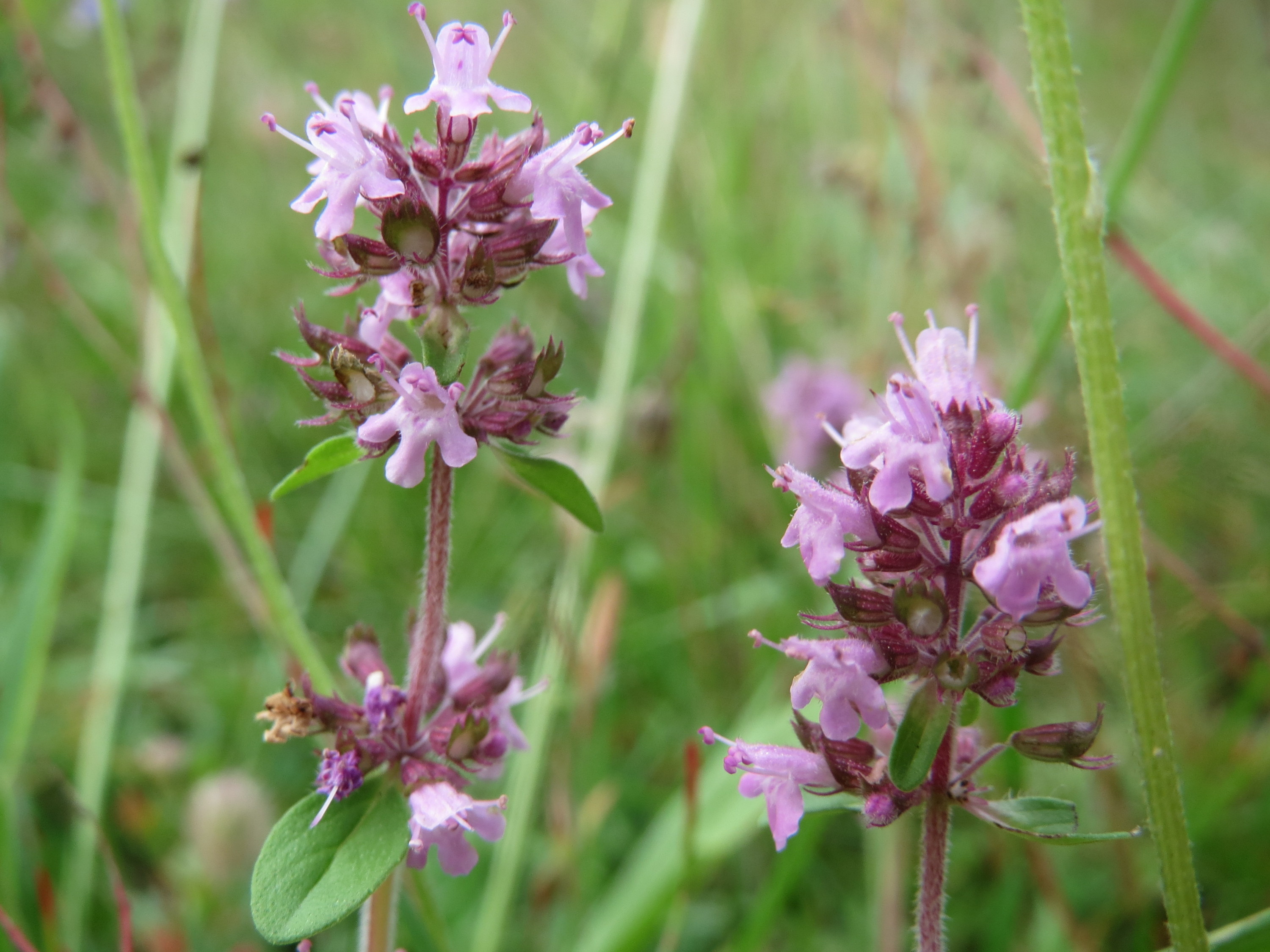 Feld-Thymian / Quendel essbar; Bestimmung / Merkmale / Verwendung; Heilpflanze; Blüten