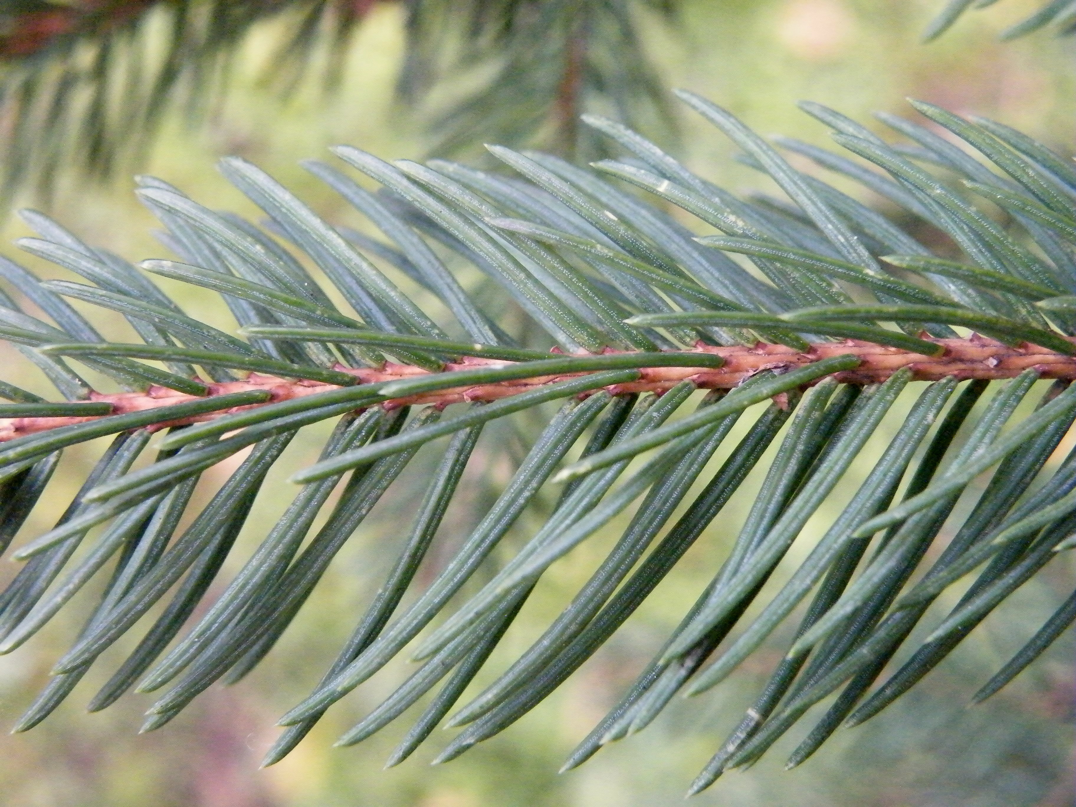 Fichte Picea abies Eigenschaften Bestimmung Nadeln