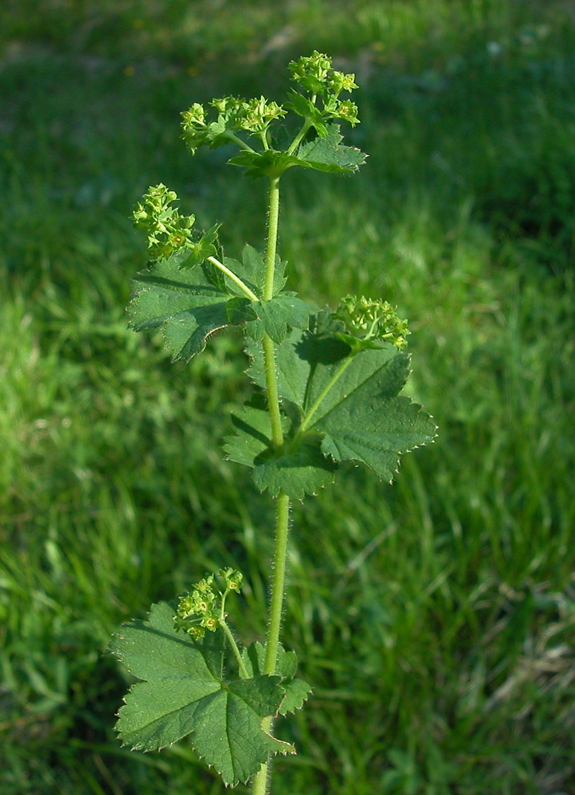 Gemeiner Frauenmantel (Alchemilla vulgaris) Eigenschaften / Merkmale / Bestimmmung / Verwendung, essbar,  Stängel
