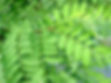 Blätter der Schmetterlingsblütler am Beispiel der gewöhnlichen Robinie (Robinia pseudoacacia, giftig!): wechselständig und oft (nicht immer!) in Teilblätter unterteilt (gefiedert)