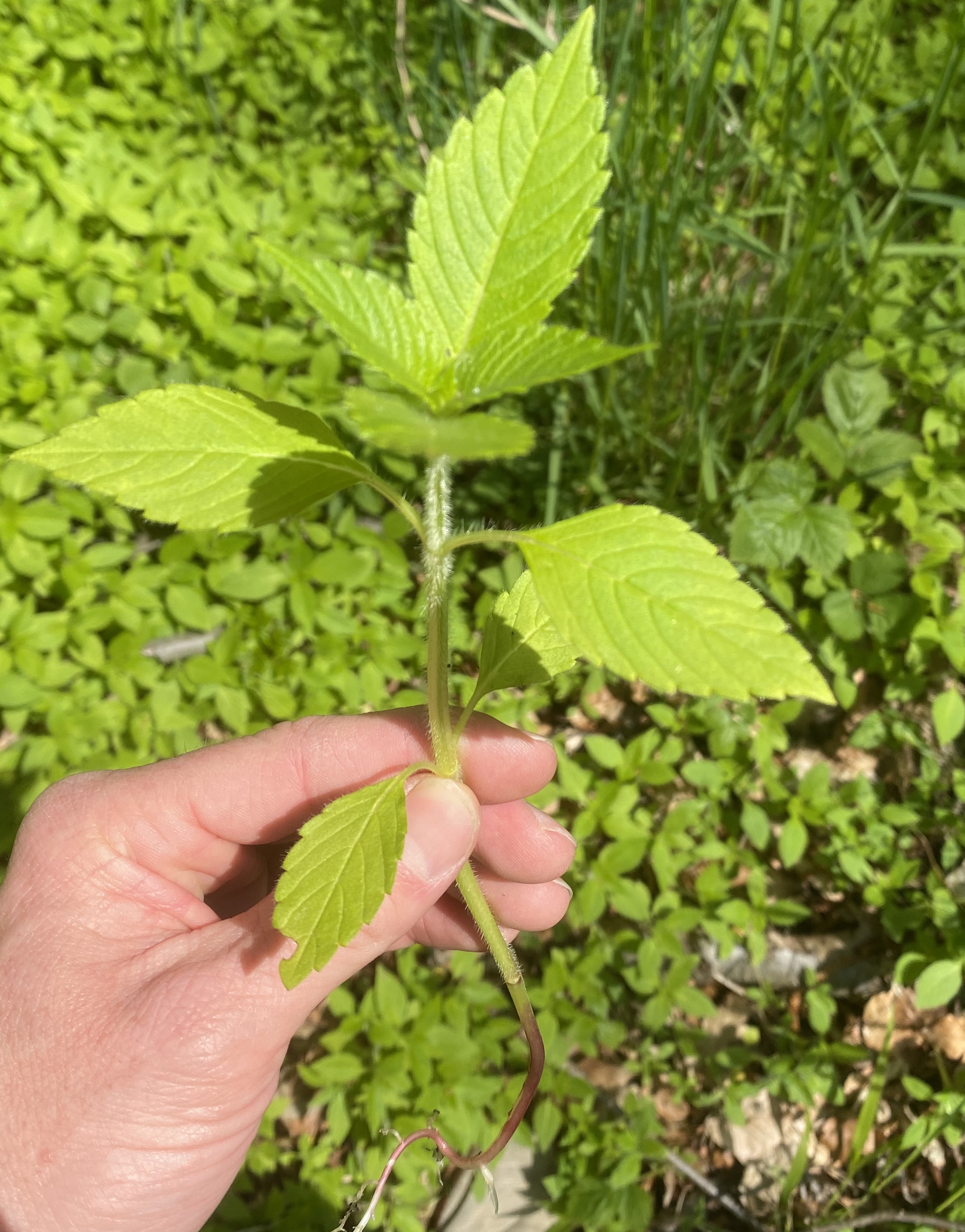 Lamiaceae Galeopsis tetrahit Gemeiner Hohlzahn Eigenschaften Bestimmung Merkmale Verwendung Blatt und Stängel