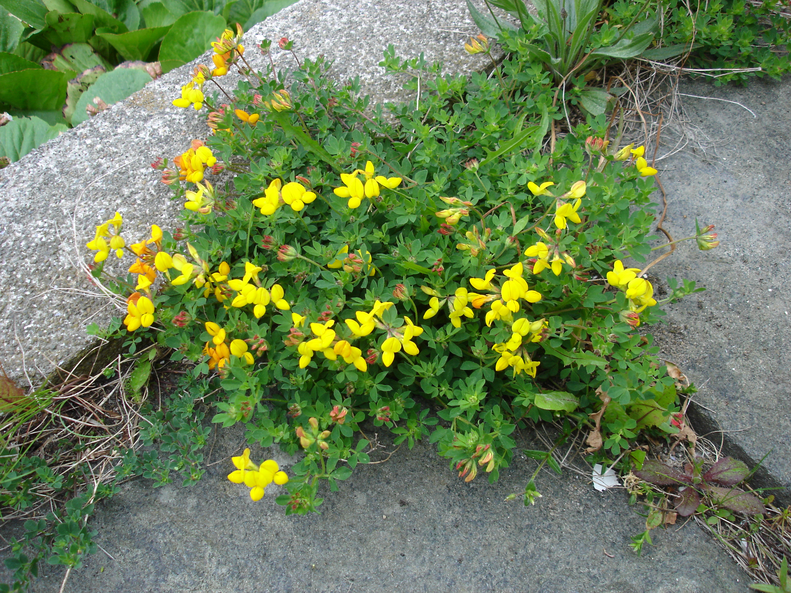 Gewöhnlicher Hornklee (Lotus corniculatus); in kleinen Mengen essbar; Merkmale / Bestimmung / Verwendung;