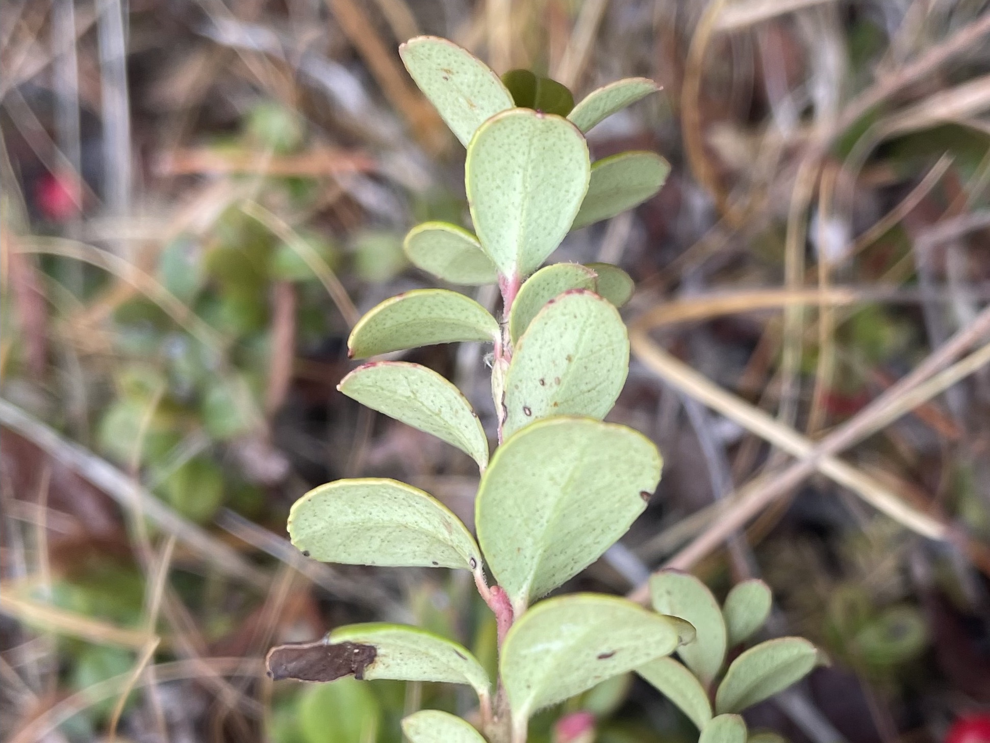 Preiselbeere (Vaccinium vitis-ideae) Bestimmung / Merkmale / Eigenschaften / Verwendung, essbar: Blatt-Unterseite