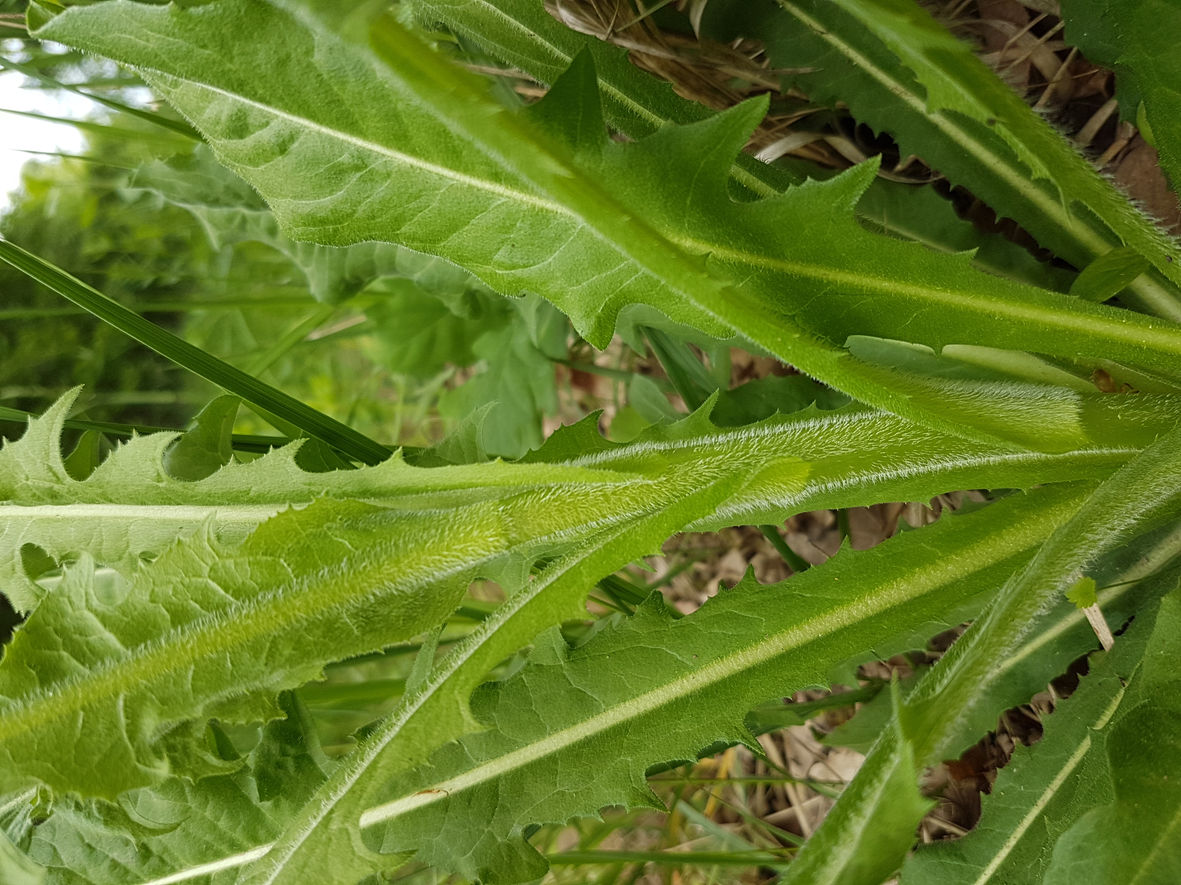 Asteraceae Cichorium intybus Eigenschaften Bestimmung Merkmale Grundblatt Oberseite