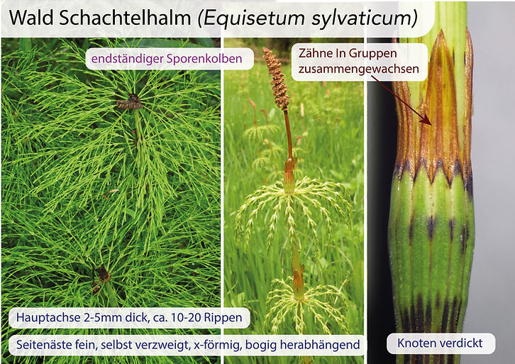 Schachtelhalme (Equisetum): Eigenschaften / Merkmale / Bestimmung / Unterscheidung / Verwendung: Wald Schachtelhalm (Equisetum sylvaticum)