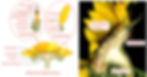 Schema des generellen Aufbau einer Korbblüte am Beispiel der Sonnenblume (Helianthus annuus)