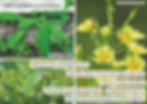 Verwechslung / Unterscheidungsmerkmale des giftigen Gift-Lattichs (Lactuca virosa) gegenüber dem essbaren / ungiftigen Kompass-Lattich (Lactuca serriola)