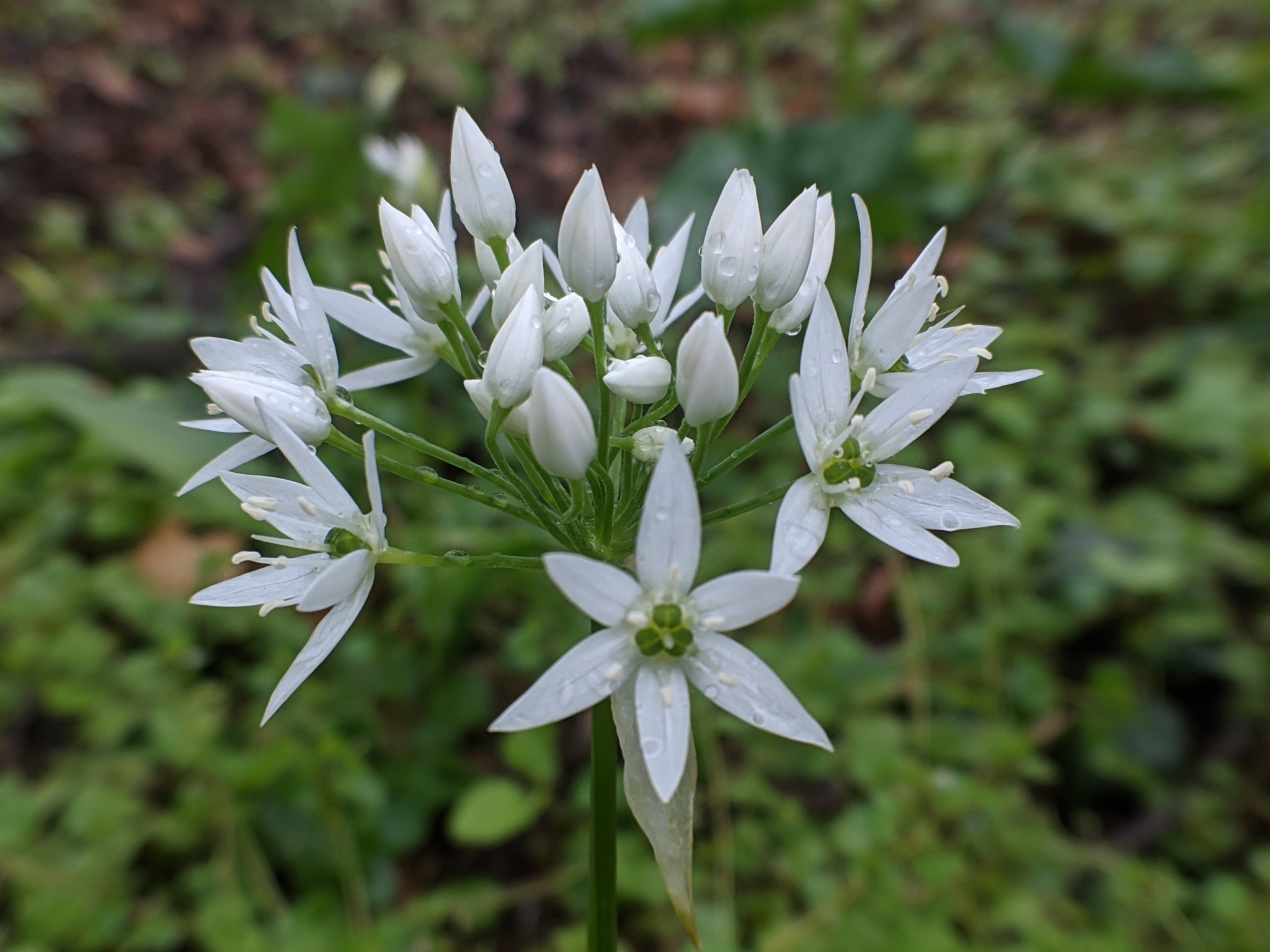 Amaryllidaceae Allium ursinum Bärlauch Eigenschaften Bestimmungsmerkmale Blüten Dolde