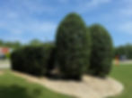 bush_2.jpg