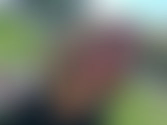 VOCAÇÃO: um chamado que nasce do coração da Santíssima Trindade