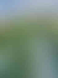 La serre bien remplie de jeunes légumes de printemps