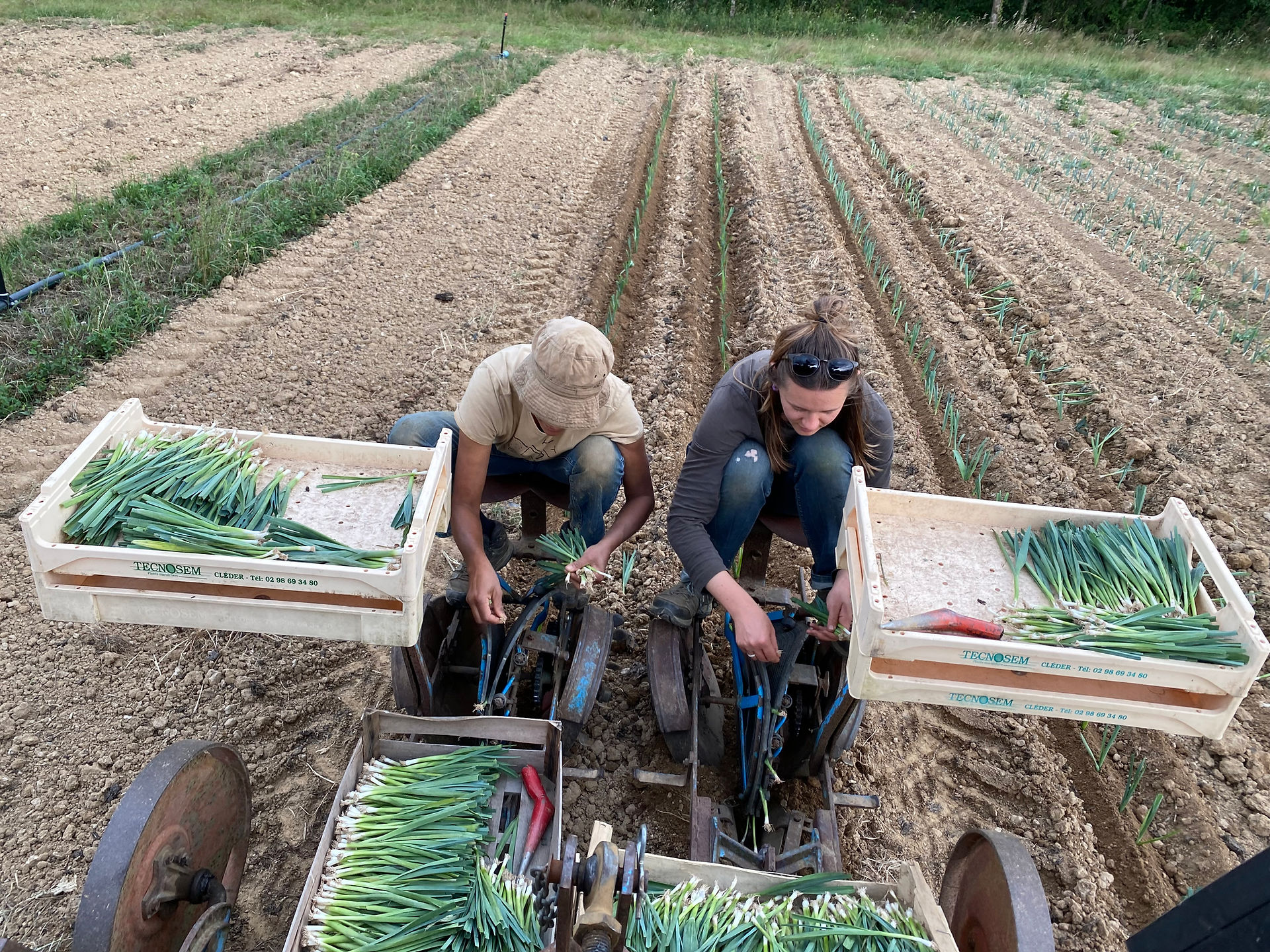 Sarah et Louise sur la planteuse à poireaux fin juin