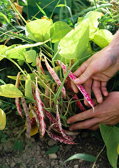 Récolte de haricots