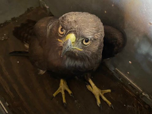 Rescatan a un águila negra en la colonia López Mateos Tulancingo