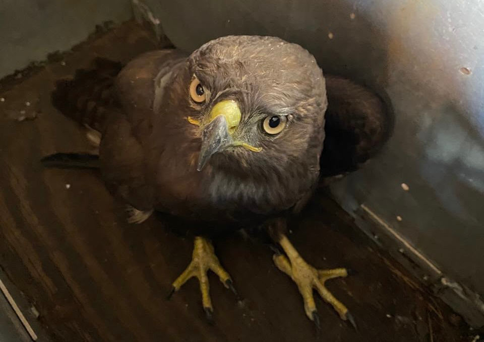 Rescatan a un águila negra en la colonia López Mateos Tulancingo