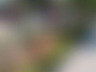 Se sumó Tulancingo a la Jornada Nacional de Reforestación 2026