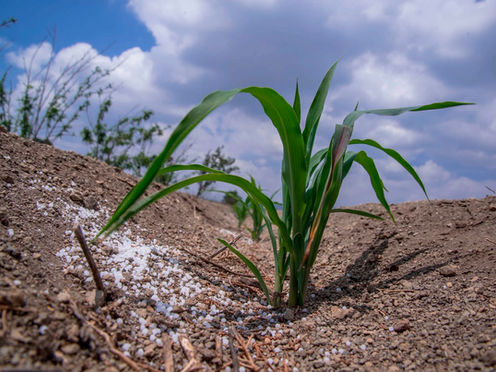 Fertilizantes para el Bienestar en México alcanza el 95% de avance