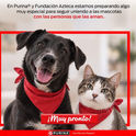 Lanzan Purina y Fundación Azteca la app “Huella Azteca”