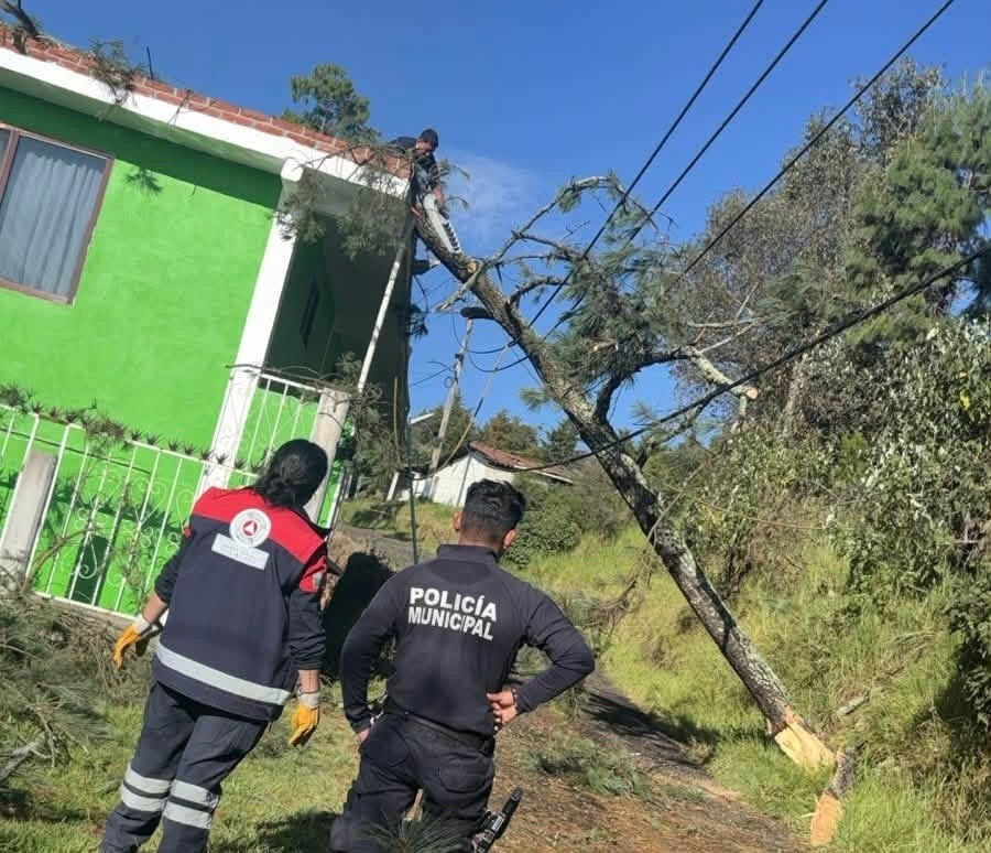 Atiende Protección Civil de Acaxochitlán riesgo por caída de árbol