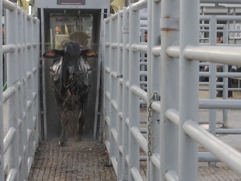 Inspecciona Agricultura más de 5 millones de cabezas de ganado