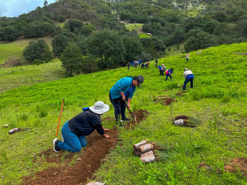 Convoca Agricultura a la Jornada Nacional de Reforestación 2026