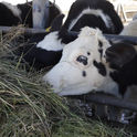 El bienestar animal en la producción eleva la calidad alimentaria