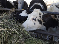 El bienestar animal en la producción eleva la calidad alimentaria
