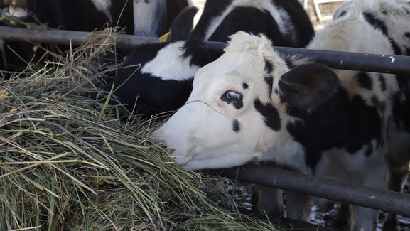 El bienestar animal en la producción eleva la calidad alimentaria