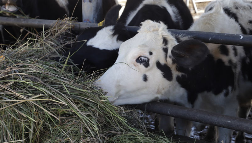 El bienestar animal en la producción eleva la calidad alimentaria