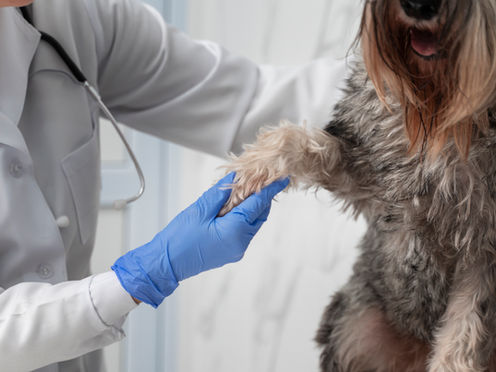 Anuncia Huasca jornada de esterilización de mascotas en San Pablo